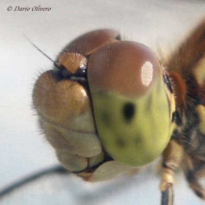 Scheda: Sympetrum striolatum